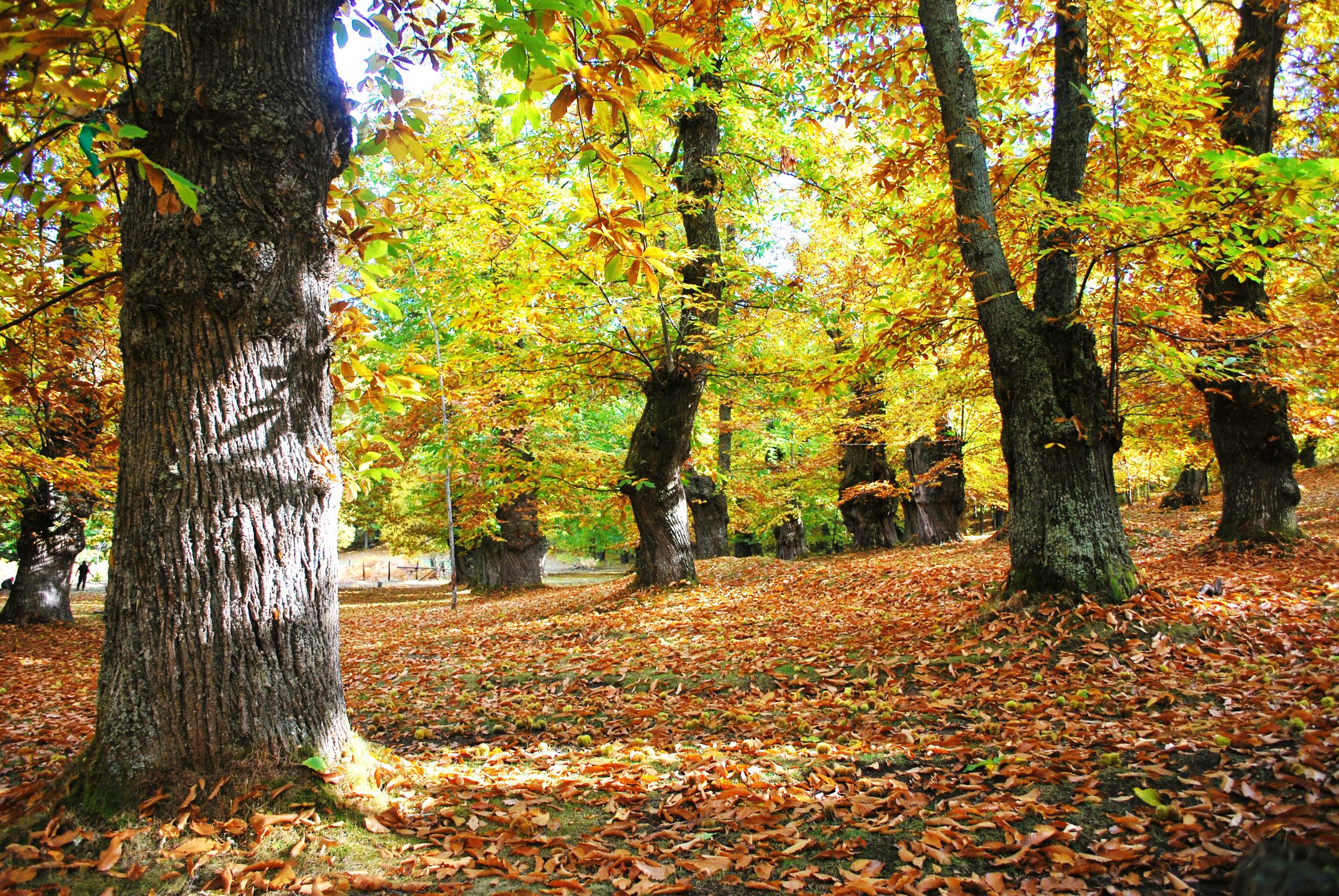 (c) Cittadelcastagno.it